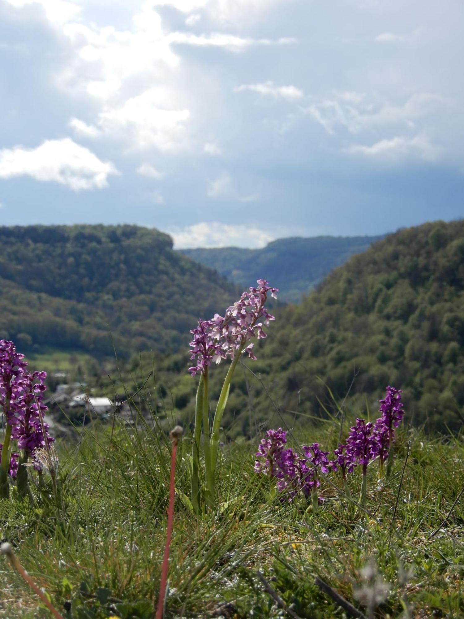Superbe Logement "Loulaloue" ! Ornans Esterno foto